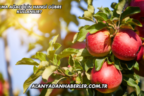 Elma Ağacı İçin Hangi Gübre Kullanılır?