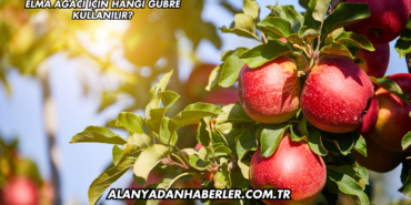Elma Ağacı İçin Hangi Gübre Kullanılır?