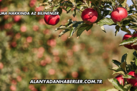 Elma Hakkında Az Bilinenler