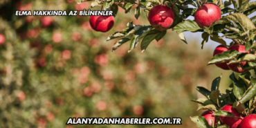Elma Hakkında Az Bilinenler