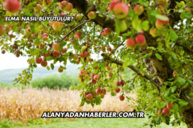 Elma Nasıl Büyütülür?