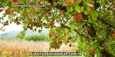 Elma Nasıl Büyütülür?