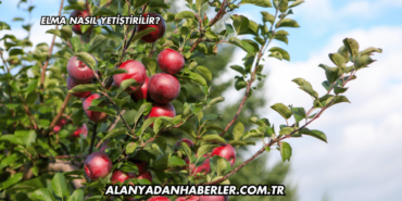 Elma Nasıl Yetiştirilir?