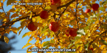 Elma Nasıl Yetiştirilir?