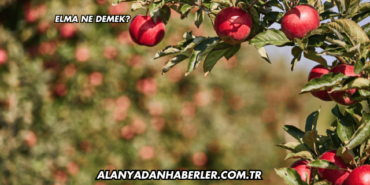 Elma Ne Demek?