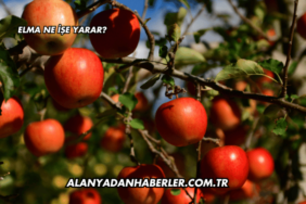 Elma Ne İşe Yarar?