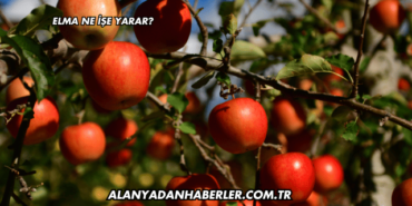 Elma Ne İşe Yarar?