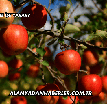 Elma Ne İşe Yarar?