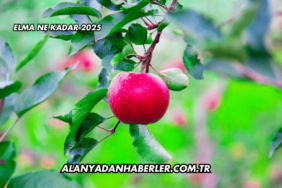Elma Ne Kadar 2025
