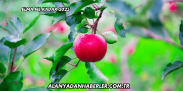 Elma Ne Kadar 2025
