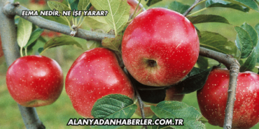 Elma Nedir, Ne İşe Yarar?