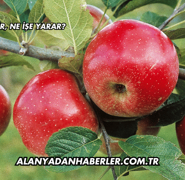 Elma Nedir, Ne İşe Yarar?