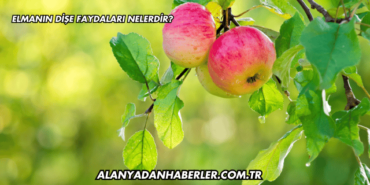 Elmanın Dişe Faydaları Nelerdir?