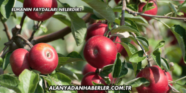 Elmanın Faydaları Nelerdir?