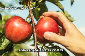 Elmanın Kilosu Ne Kadar?