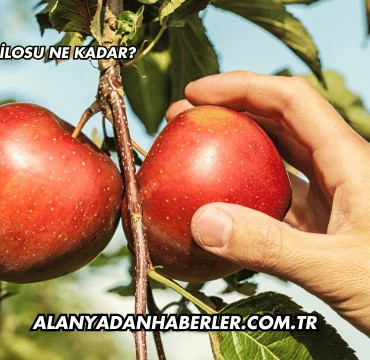 Elmanın Kilosu Ne Kadar?