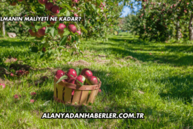 Elmanın Maliyeti Ne Kadar?