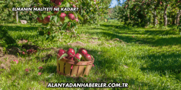Elmanın Maliyeti Ne Kadar?