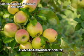 Elmanın Sağlığa Faydaları Nelerdir?