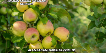 Elmanın Sağlığa Faydaları Nelerdir?