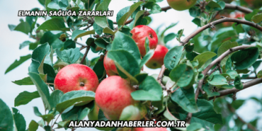 Elmanın Sağlığa Zararları