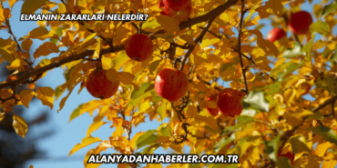 Elmanın Zararları Nelerdir?