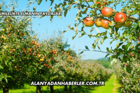 Hamilelikte Elmanın Faydaları