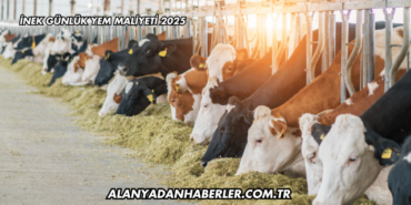 İnek Günlük Yem Maliyeti 2025