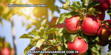İngilizcede Elma Ne Demek?