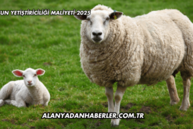 Koyun Yetiştiriciliği Maliyeti 2025