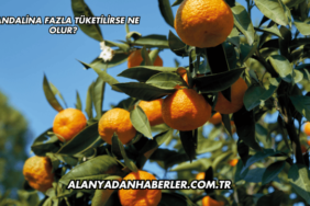 Mandalina Fazla Tüketilirse Ne Olur?
