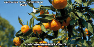 Mandalina Fazla Tüketilirse Ne Olur?