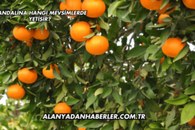 Mandalina Hangi Mevsimlerde Yetişir?