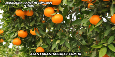 Mandalina Hangi Mevsimlerde Yetişir?