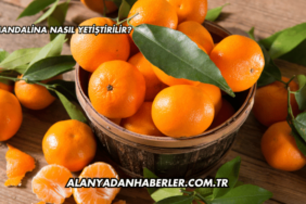 Mandalina Nasıl Yetiştirilir?