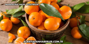 Mandalina Nasıl Yetiştirilir?