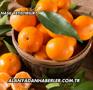 Mandalina Nasıl Yetiştirilir?