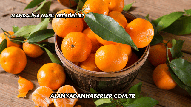 Mandalina Nasıl Yetiştirilir?