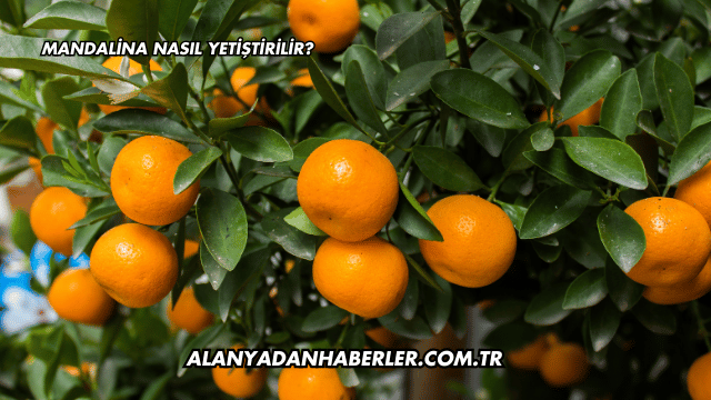 Mandalina Nasıl Yetiştirilir?