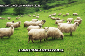 Merasız Koyunculuk Maliyeti 2025