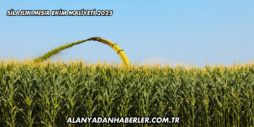 Silajlık Mısır Ekim Maliyeti 2025