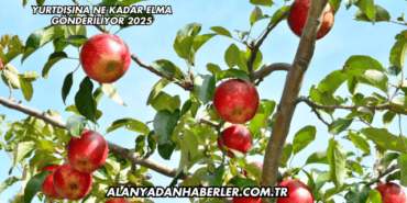 Yurtdışına Ne Kadar Elma Gönderiliyor 2025