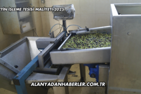 Zeytin İşleme Tesisi Maliyeti 2025