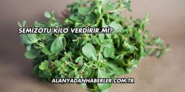 Semizotu Kilo Verdirir mi?